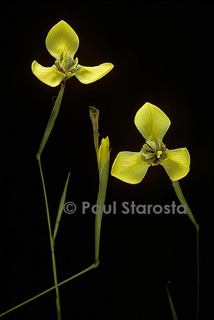 Moraea bellendenii