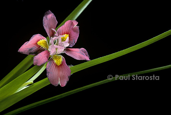 Moraea tricolor