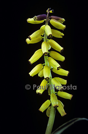Muscari macrocarpum