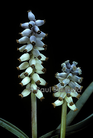 Muscari racemosum