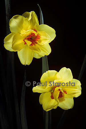 Narcissus (narcisse)