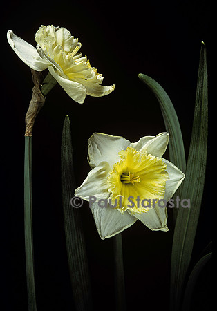 Narcissus ‘Ice Follies’ (narcisse)