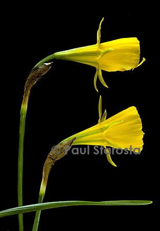 Narcissus bulbocodium (narcisse)