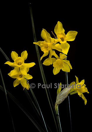Narcissus jonquilla (jonquille)