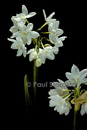 Narcissus papyraceus (narcisse)
