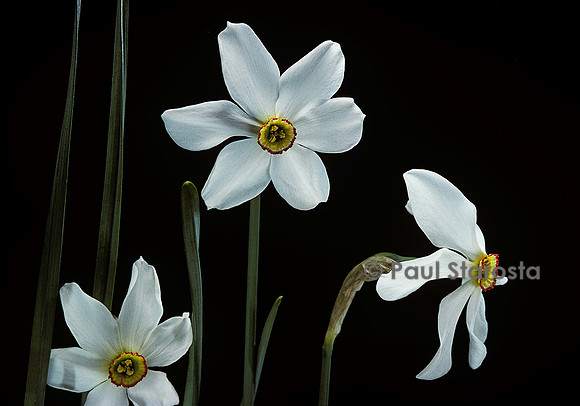 Narcissus poeticus (narcisse des poètes)