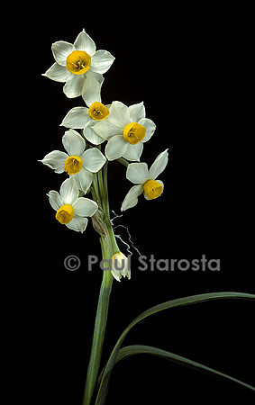 Narcissus tazetta subsp. italicus (narcisse)