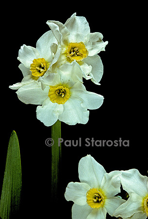 Narcissus X medioluteus (narcisse)