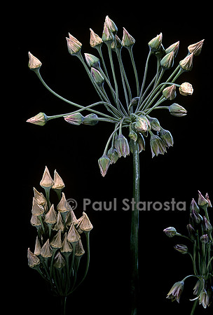 Allium siculum