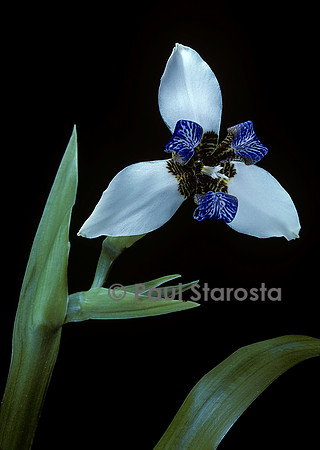Neomarica candida