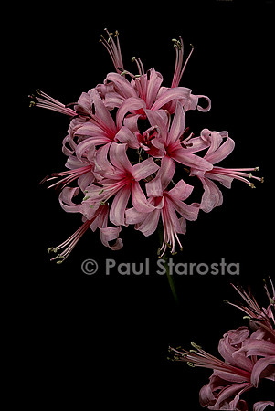 Nerine sarniensis (lis de Guernesey)