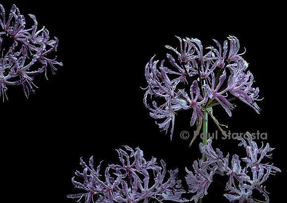 Nerine undulata