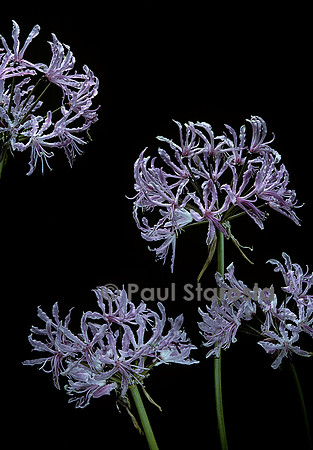 Nerine undulata