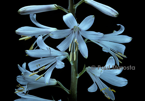 Notholirion thomsonianum
