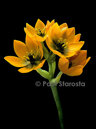Ornithogalum dubium