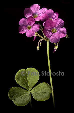 Oxalis purpurea