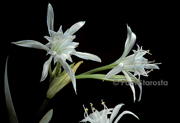 Pancratium maritimum (lis de mer)