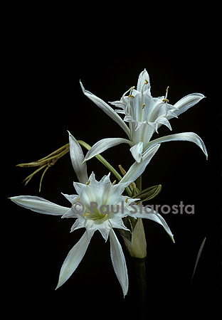 Pancratium maritimum (lis de mer)