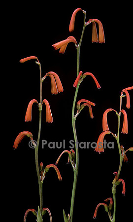Polianthes geminiflora
