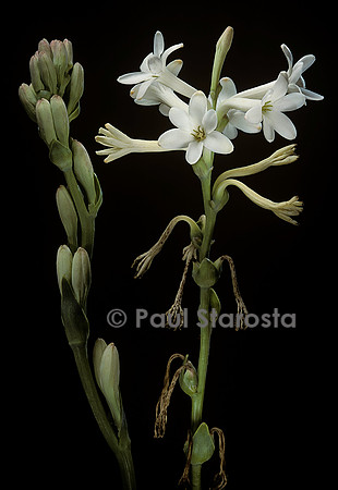 Polianthes tuberosa (tubéreuse)