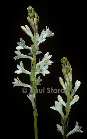 Polianthes tuberosa (tubéreuse)