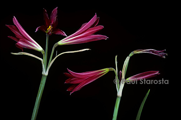 Rhodophiala bifida v. spathacea