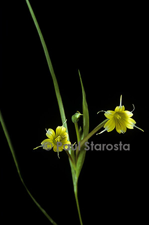 Romulea flava