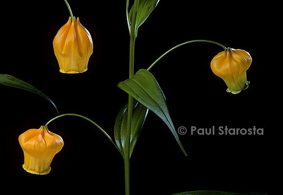 Sandersonia aurantiaca