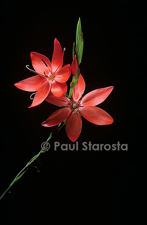 Schizostylis coccinea ‘Major’