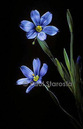 Sisyrinchium angustifolium
