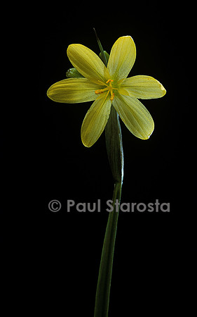 Sisyrinchium californicum