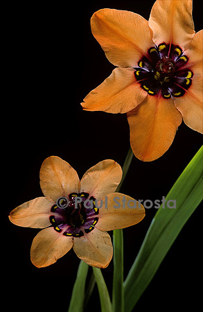 Sparaxis elegans