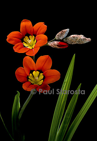 Sparaxis tricolor