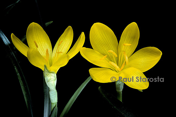 Sternbergia lutea