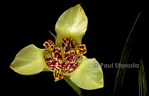 Tigridia pavonia Hybride