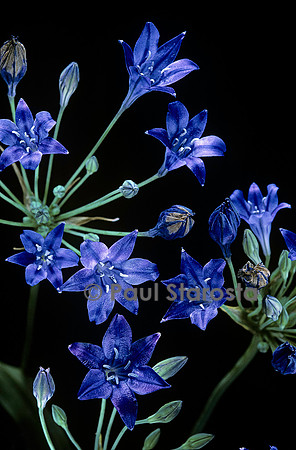 Triteleia laxa