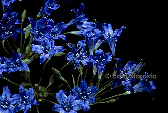 Triteleia laxa