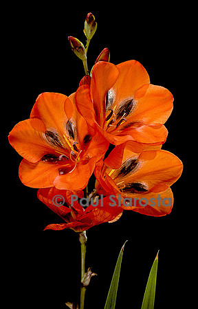 Tritonia crocata