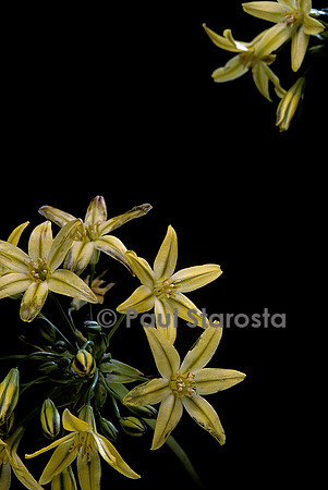 Triteleia ixioides