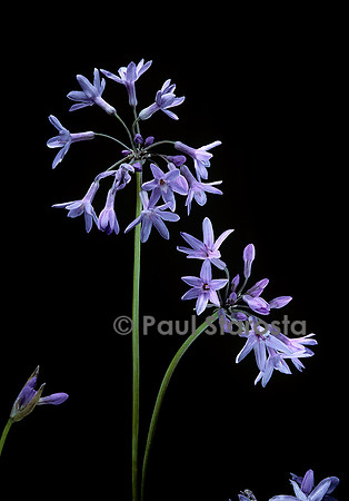 Tulbaghia violacea