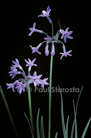 Tulbaghia violacea