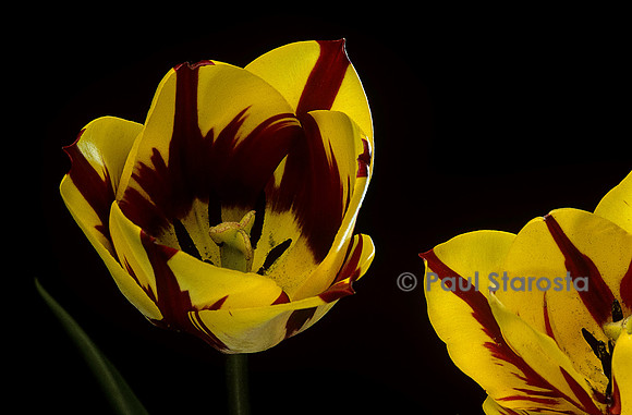 Tulipa ‘Helmar’ (tulipe)