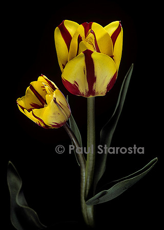 Tulipa ‘Helmar’ (tulipe)