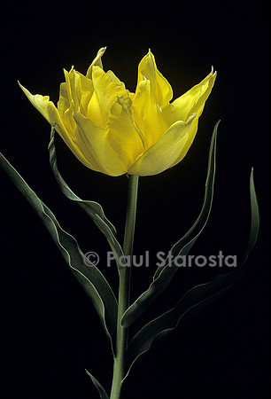 Tulipa ‘Monte Carlo’ (tulipe)