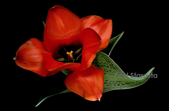 Tulipa ‘Red Reflection’ (tulipe)