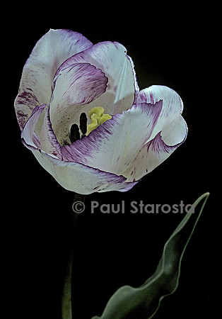 Tulipa ‘Shirley’ (tulipe)