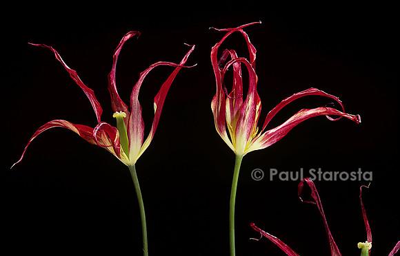 Tulipa acuminata (tulipe)