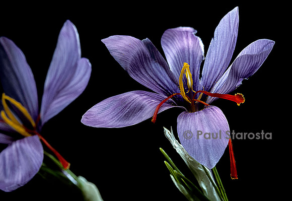 Crocus sativus (safran)