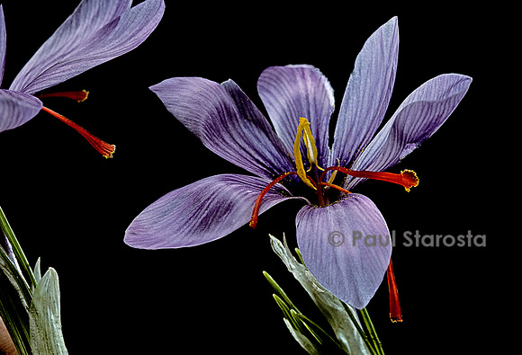 Crocus sativus (safran)