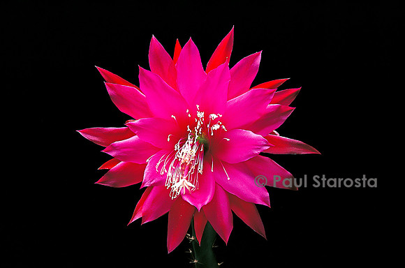Epiphyllum X ‘Professor Ebert’